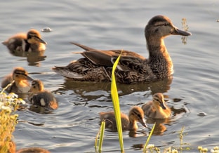 Eenden jongen water gras