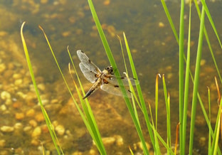 Libelle water