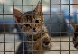 Kitten in asiel door Emma Verbree