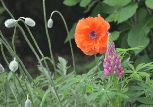 Inheemse bloemen