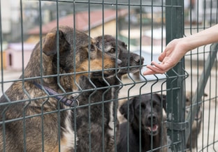 Person reaching dogs through fence shelter