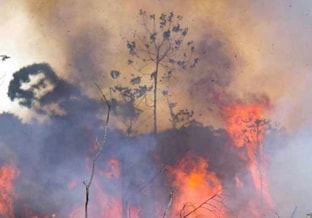 Bosbrand groot