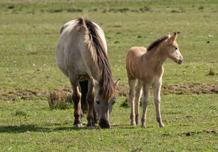 Konik paarden