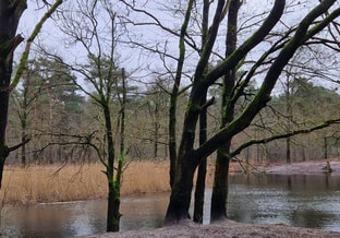 Schuttersbos