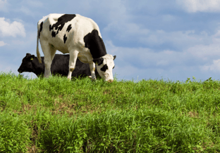 Delfland akkoord dieren