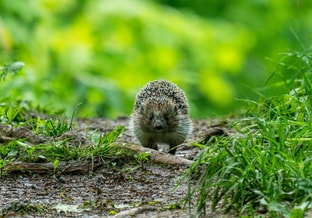 Egel bluesky