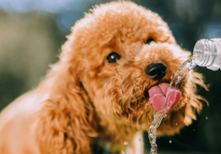 Hitte hond water