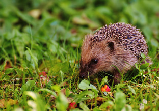 Egel tuin