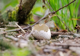 Nature 3314562 ei bos vogel web