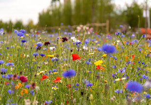 Bloemenweide