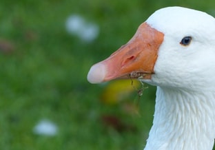 Gans