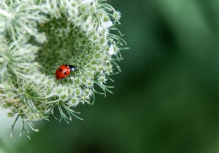 Lieveheersbeestje