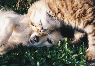 Pvd D Ede Podium voor dieren in de politiek