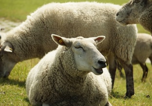 Schaap hijgen
