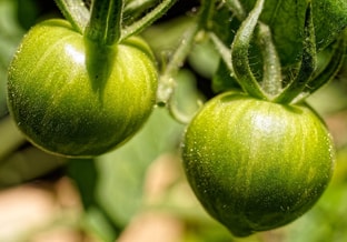 Experimentmr tomatoes 7467255 1280