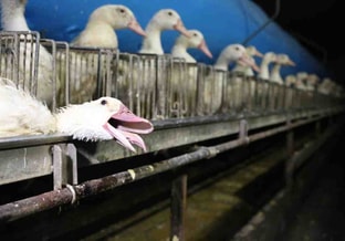 Ganzen foie gras productie foto Gaia