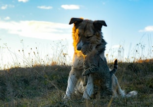Honden katten