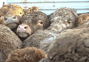 Schapen transport