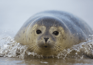 Zeehond