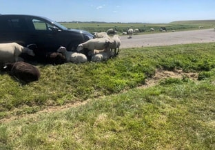 Schapen