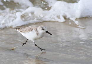 Strandloper