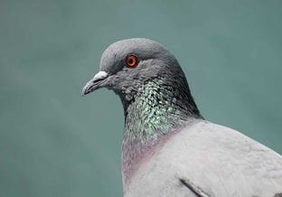 Stadsduif Pexels rechtenvrij