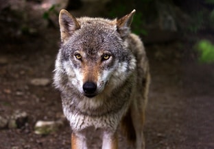 Wolf 635063 1280