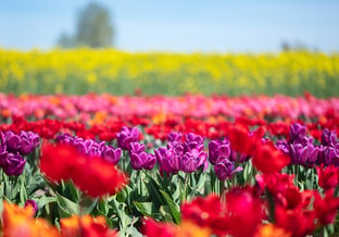 Bloemenveld banner