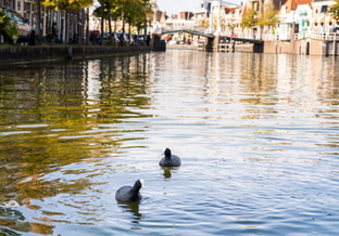 Meerkoeten Spaarne