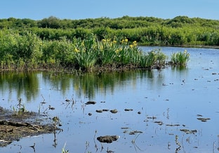 Vierkant Zwanenwater Lente