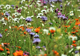3 Klimaatbiodiversiteitcirculair