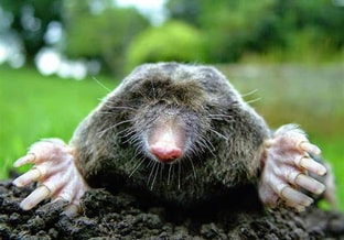 Mol