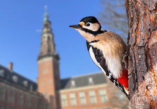 Specht stadhuis banner