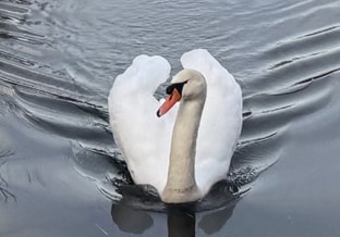 Zwaan cropped