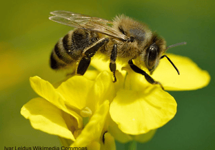 Apis mellifera Brassica napus Valingu Ivar Leidus Wikimedia Commons met credit jpg