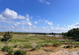 De Peel Landschap