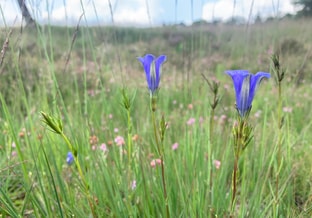 Wikimedia Commons zeldzame Klokjesgentiaan in natte heide