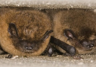 Vleermuis in spouwmuur