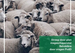 Schapen