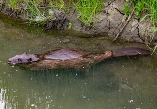 Bever krystianwin beaver 5214549 1280