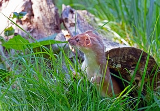 Hermelijn animal 6601787 1280