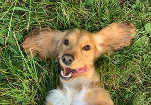 Blije hond