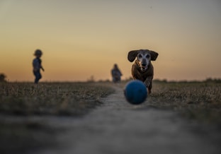 Rennend hondje