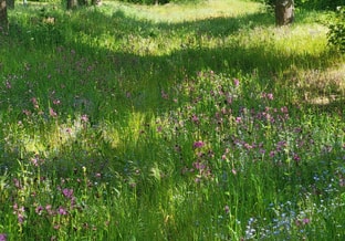 Bloemrijke berm in ecologische wijk