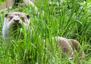 Otter