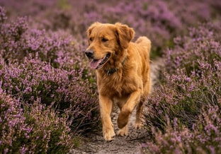 Hond op rozendaalse veld