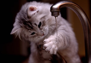Cat 5966014 1920