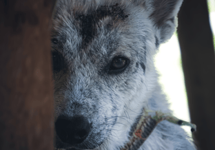Dieren in rampen 4k