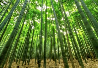 Bamboe