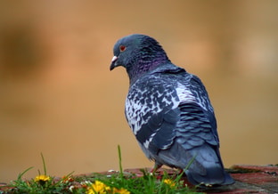 Heckimg bird 7976716